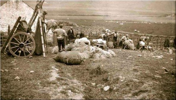 Shearing Sheep at Gartvaigh