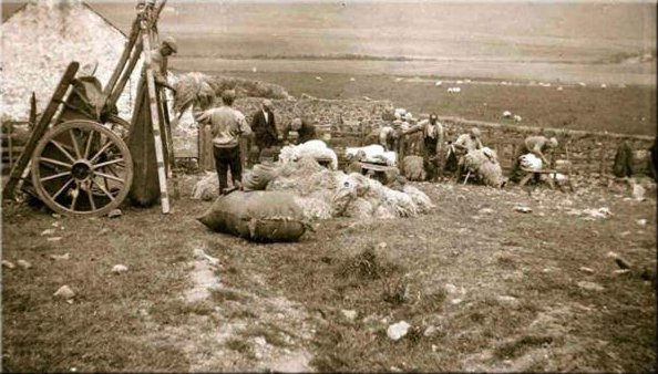 Shearing Sheep at Gartvaigh Shearing Sheep at Gartvaigh
